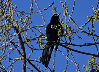 Great tailed grackle early morning on branch.