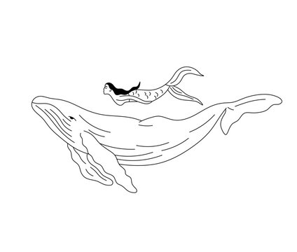 Vector isolated one single swimming whale with woman mermaid side view colorless black and white contour line easy drawing