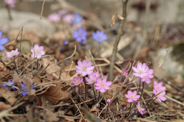 Group of pink common hepatica flowers (Hepatica triloba). Blue variety in background. - obrazy, fototapety, plakaty