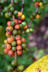 coffe of a tree