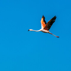 flamingo in flight