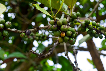 one type of coffee fruit that is still in the branches to be harvested