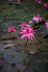 fleur de lotus bleu sur des n&eacute;nuphars d'un &eacute;tang en thailande 