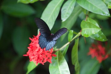 gros plan sur un papillon pos&eacute; sur une branche de fleurs dans une foret en thailande en plein &eacute;t&eacute;