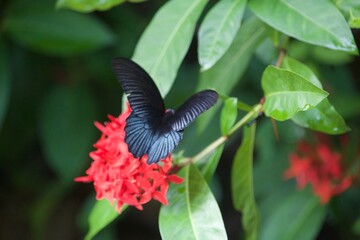 gros plan sur un papillon posé sur une branche de fleurs dans une foret en thailande en plein été