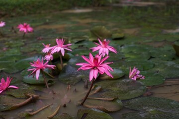 n&eacute;nuphars en fleur sur une mare avec des grenouilles en plein nature en asie