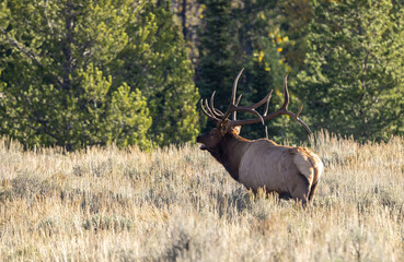 Bull Elk During the Rut in Wyoming in Autumn