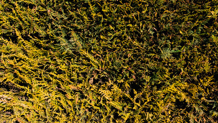 Texture in the shape of a hedge. colorful grass. Sunny day. Green texture with autumn details of a hedge dividing a gate in winter.