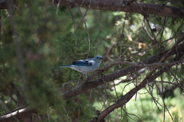 a bird in a tree