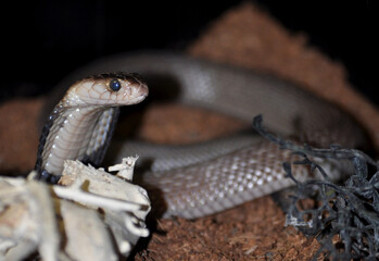 Fototapeta premium Monocled cobra (Naja kaouthia) portrait