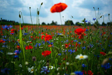 Obraz premium Klatschmohnfeld