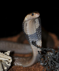 Fototapeta premium Monocled cobra (Naja kaouthia) portrait