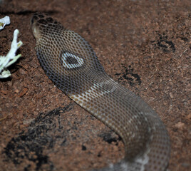 Monocled cobra (Naja kaouthia) portrait