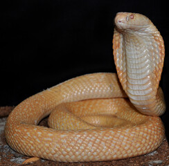 Monocled cobra (Naja kaouthia) albino, portrait