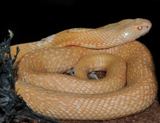 Monocled cobra (Naja kaouthia) albino, portrait
