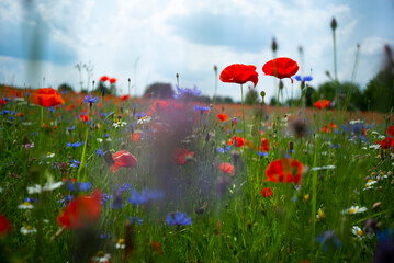 Obraz premium Klatschmohnfeld