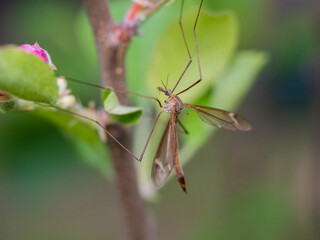 fly on a plant