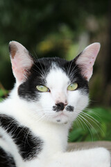 Tabby cat on green tree background