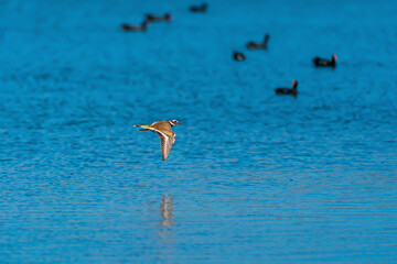 High speed flying killdeer
