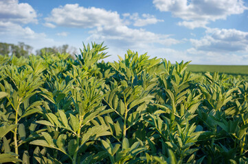 fresh green leaves of faba bean and sky with clouds
