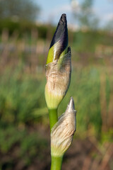Iris bud, before flowering, freshness, new life