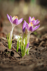 Purple Crocus Flowers in Spring. High quality photo