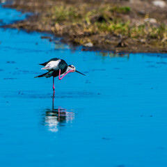 Black-winged stilts