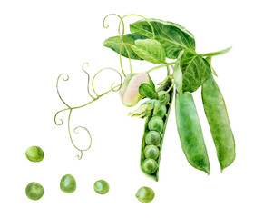 Watercolor illustration of green peas, isolated on white background