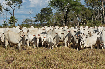 Fototapeta premium Boiada Nelore em pasto