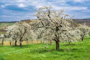 Cherry trees in full bloom near Dobenreuth - Germany in Franconian Switzerland