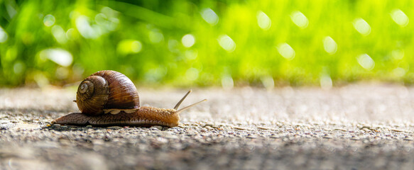 The snail crawls along the road. Reach a certain speed. Selective focus.