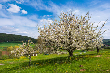 Cherry trees in full bloom near Pretzfeld/Germany in Franconian Switzerland