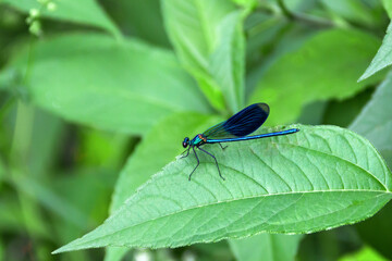 Blue dragonfly on a plant leaf in nature outdoors. Close-up. The concept of the harmony of nature.