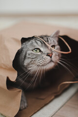 A gray funny tabby cat plays with a brown paper bag. Funny pets playing at home. concept of delivery, packaging, shopping.Tabby cat looks out from a craft paper bag.