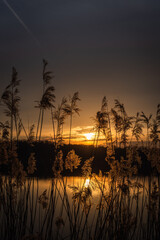 Lake phragmites seed heads silhouettes on the sunset
