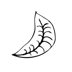Vintage ink hand drawing leaf 
