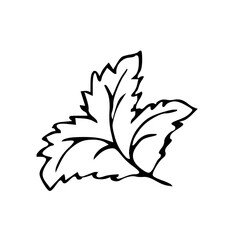 Vintage ink hand drawing leaf 