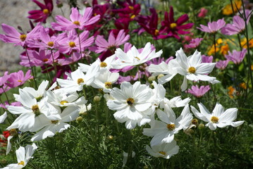 Schmuckkörbchen viele bunte verschiedene 584357972 Cosmea