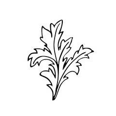 Vintage ink hand drawing  acanthus leaf