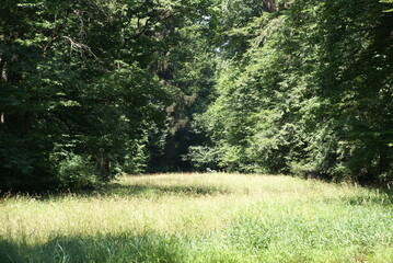 Waldrand mit Bäumen und Wiese 584357989