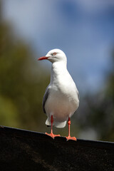 A silver gull, Chroicocephalus novaehollandiae, perched on a rooftop. Tasmania, Australia.