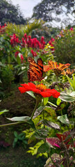 Fototapeta na wymiar mariposa en jardín 