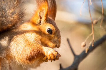 A squirrel sits and eats nuts in the park.
