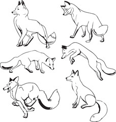 Fox line draw illustration, wild animal, wildlife, outline