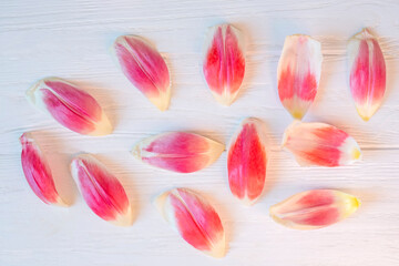 Delicate pink tulip petals on a white wooden plank background. View from above.