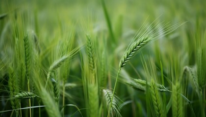 Close Up to Green Wheat Ears on Field © GrayFrog
