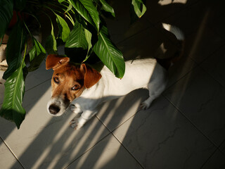 A Jack Russell dog bathed in sunlight entering the house through a window under a houseplant