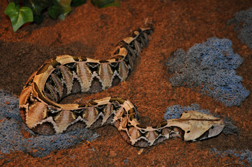 Gaboon viper (Bitis gabonica) portrait 