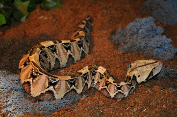 Gaboon viper (Bitis gabonica) portrait 