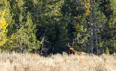 Obraz na płótnie Canvas Bull Elk During the Rut in Wyoming in Autumn